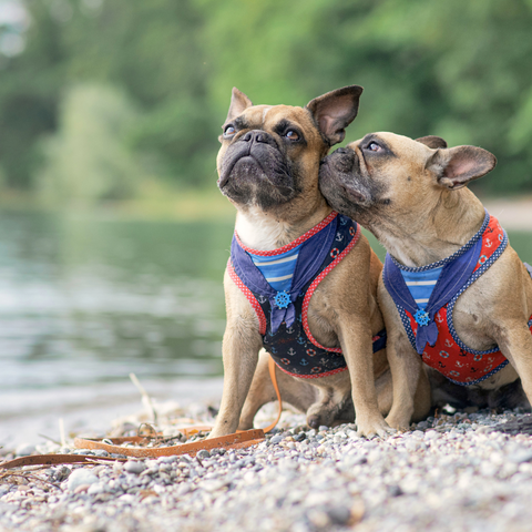 Harnesses