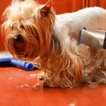 Hair Clippers Grooming (Pet/Cat/Dog/Rabbit)