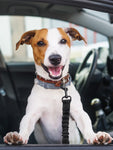 Stretchable Car Seatbelt For Pets A